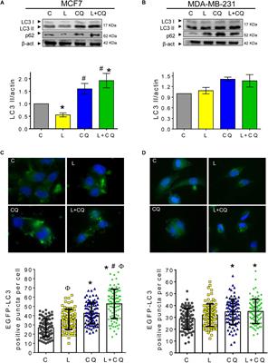 Autophagy Mediates Leptin-Induced Migration and ERK Activation in Breast Cancer Cells